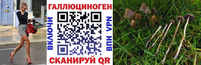 где купить наркотик  Урень  Псилоцибиновые грибы Psilocybine cubensis 